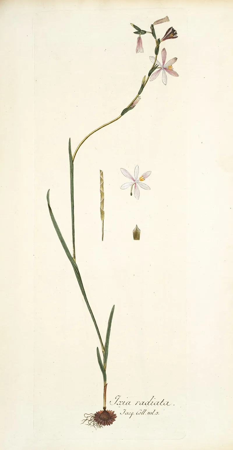 Ixia Radiata Wall Art by Nikolaus Joseph Freiherr von Jacquin - High-Resolution Digital Print