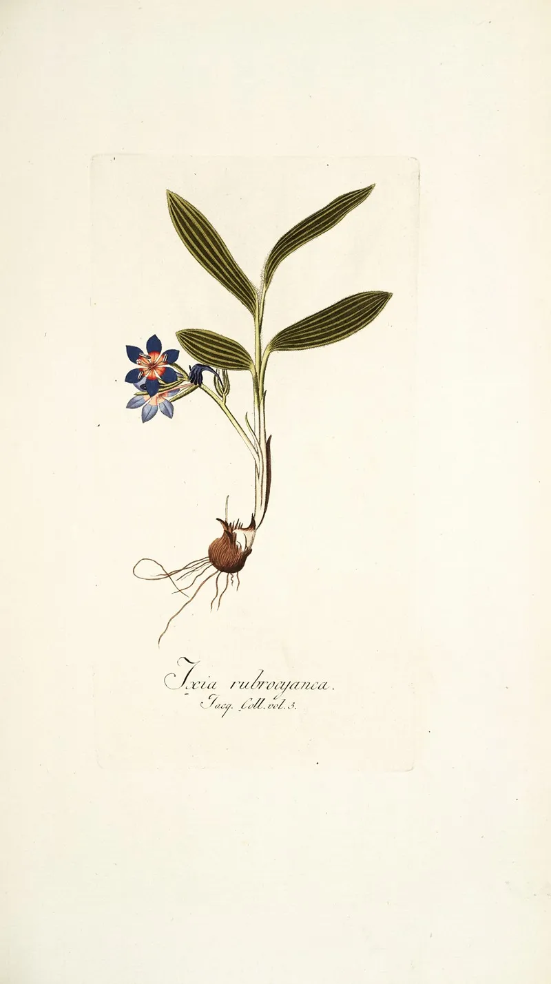 Ixia Rubrocyanea Wall Art by Nikolaus Joseph Freiherr von Jacquin - High-Resolution Digital Print