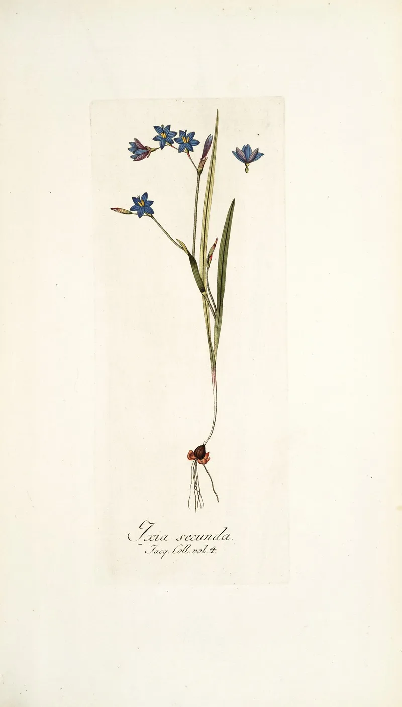 Ixia Secunda Wall Art by Nikolaus Joseph Freiherr von Jacquin - High-Resolution Digital Print