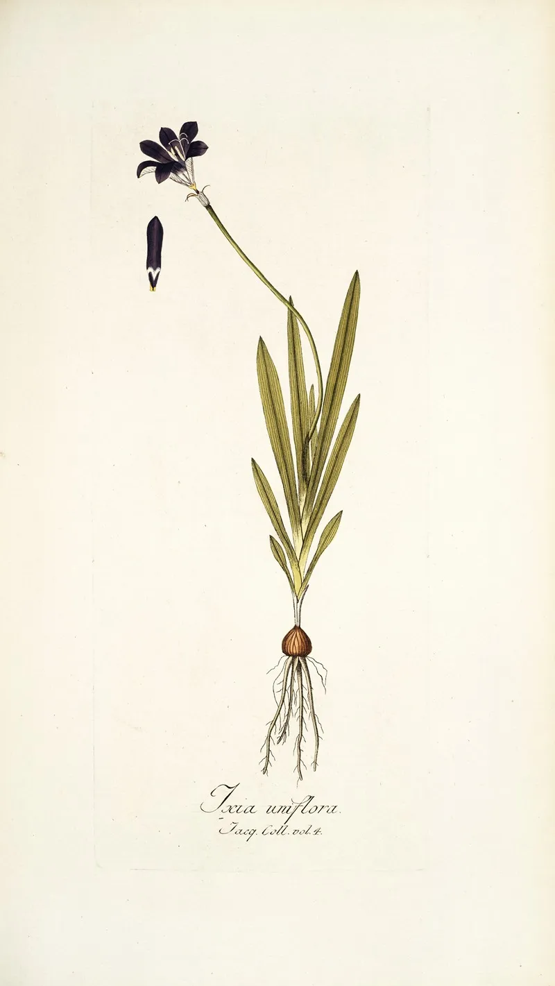 Ixia Uniflora Wall Art by Nikolaus Joseph Freiherr von Jacquin - High-Resolution Digital Print