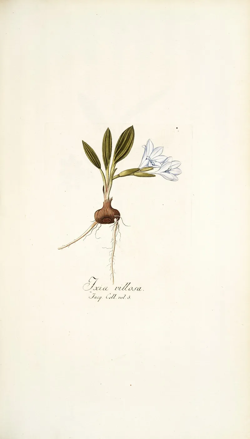 Ixia Villosa Wall Art by Nikolaus Joseph Freiherr von Jacquin - High-Resolution Digital Print
