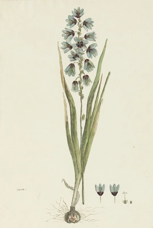 Ixia Viridiflora Lam Wall Art by Robert Jacob Gordon - High-Resolution Digital Print