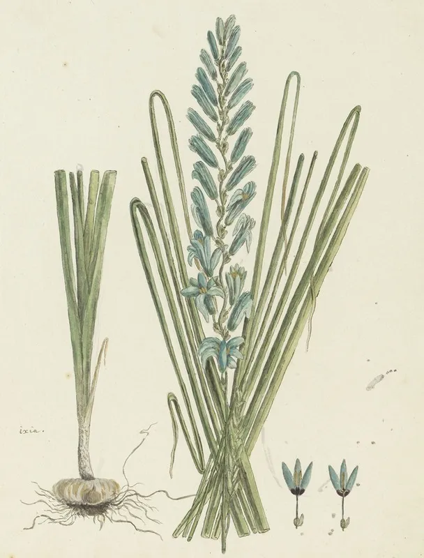 Ixia Viridiflora Larn Turqoise Ixia Wall Art by Robert Jacob Gordon - High-Resolution Digital Print
