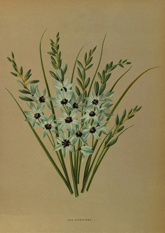 Ixia Viridiflora Wall Art by Arentina Hendrica Arendsen - High-Resolution Digital Print