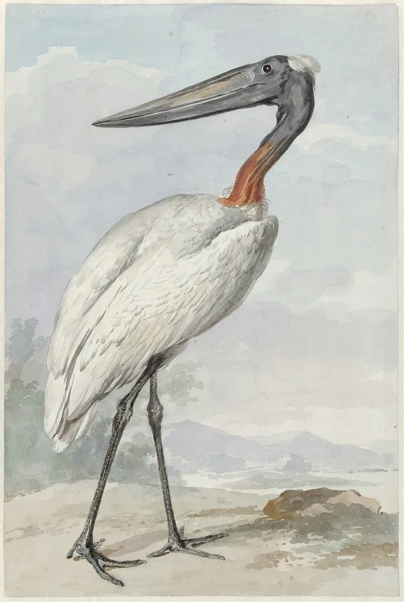 Jabiroe Jabiroe Mycteria Wall Art by Aert Schouman - High-Resolution Digital Print