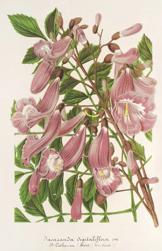 Jacaranda Digitaliflora Wall Art by Charles Antoine Lemaire - High-Resolution Digital Print