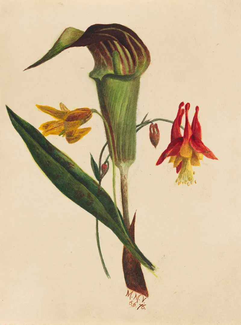 Jack In The Pulpit 2