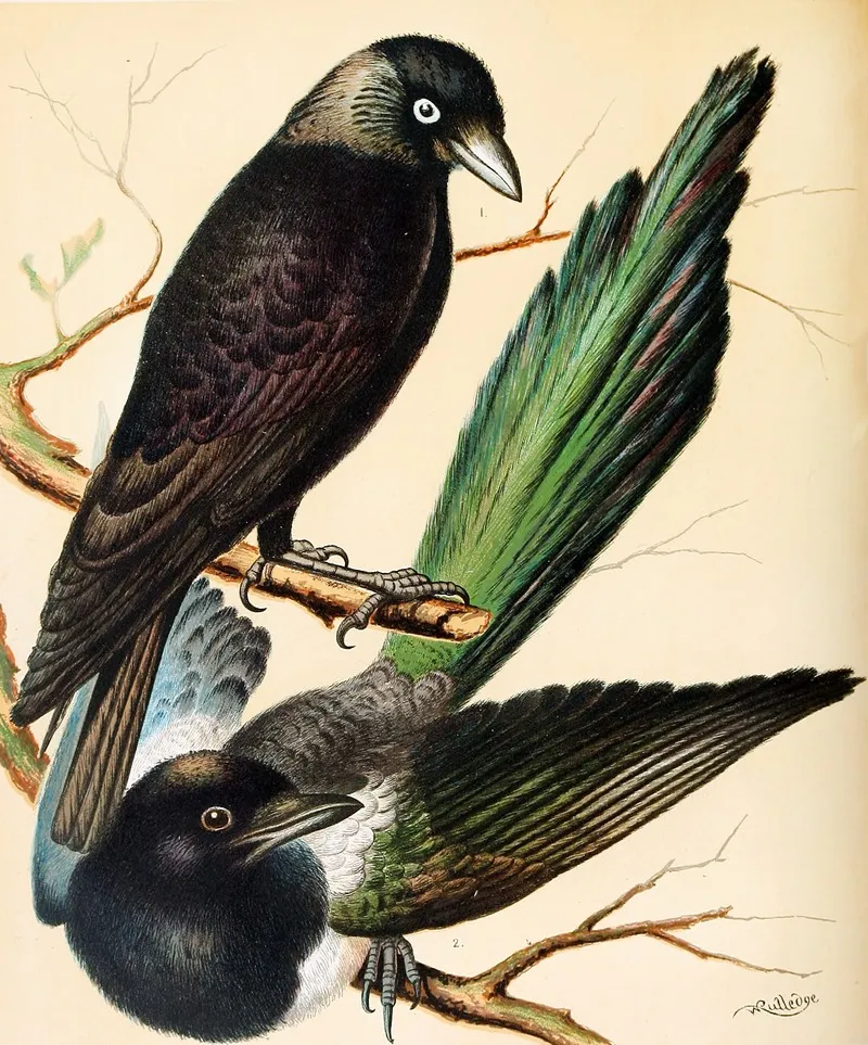Jackdaw Magpie Wall Art by W. A . Blakston - High-Resolution Digital Print