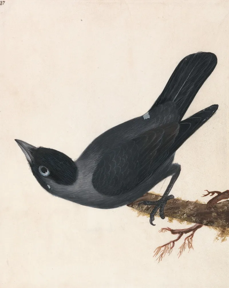 Jackdaw Wall Art by William Lewin - High-Resolution Digital Print