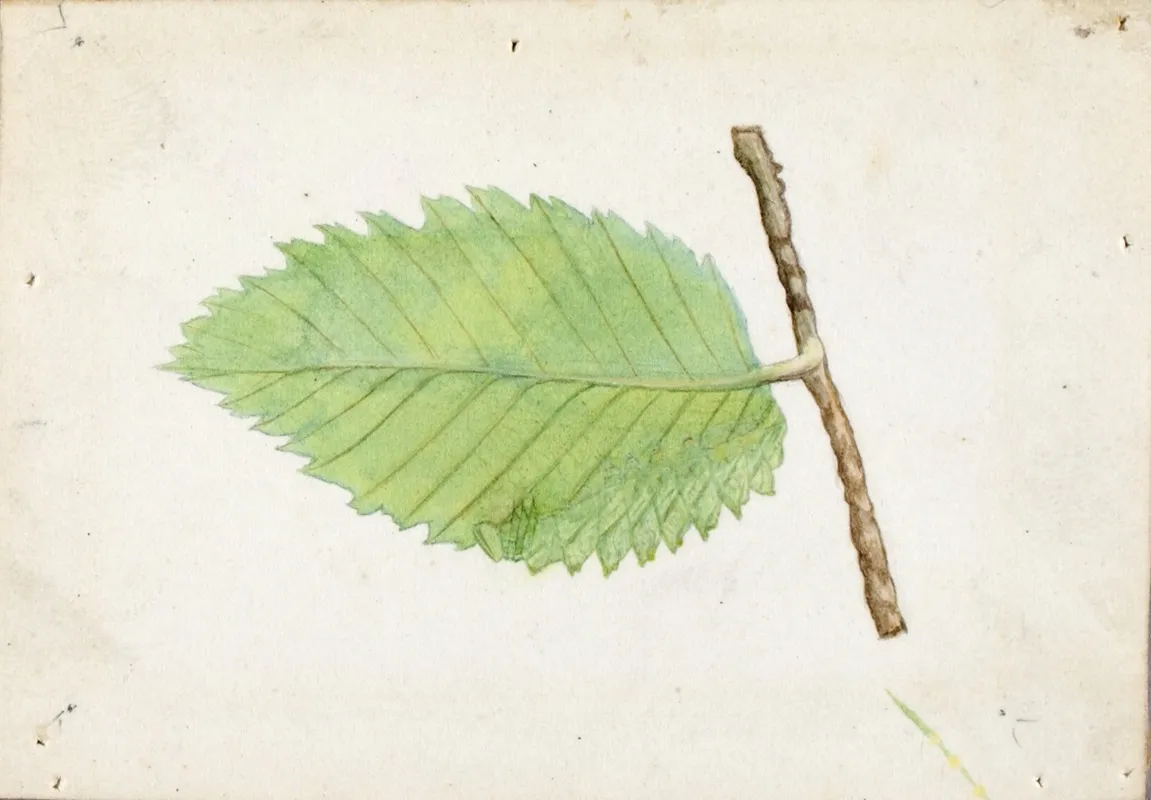 Jagged Leaf Edge Caterpillar Wall Art by Emma Beach Thayer - High-Resolution Digital Print