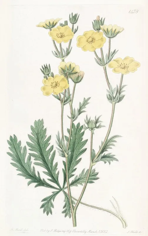 Jagged Leaved Cinquefoil Wall Art by Sydenham Edwards - High-Resolution Digital Print
