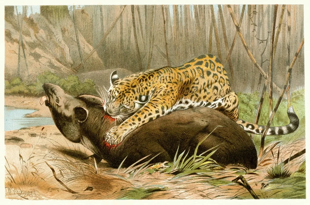 Jaguar Killing Tapir Wall Art by Wilhelm Kuhnert - High-Resolution Digital Print