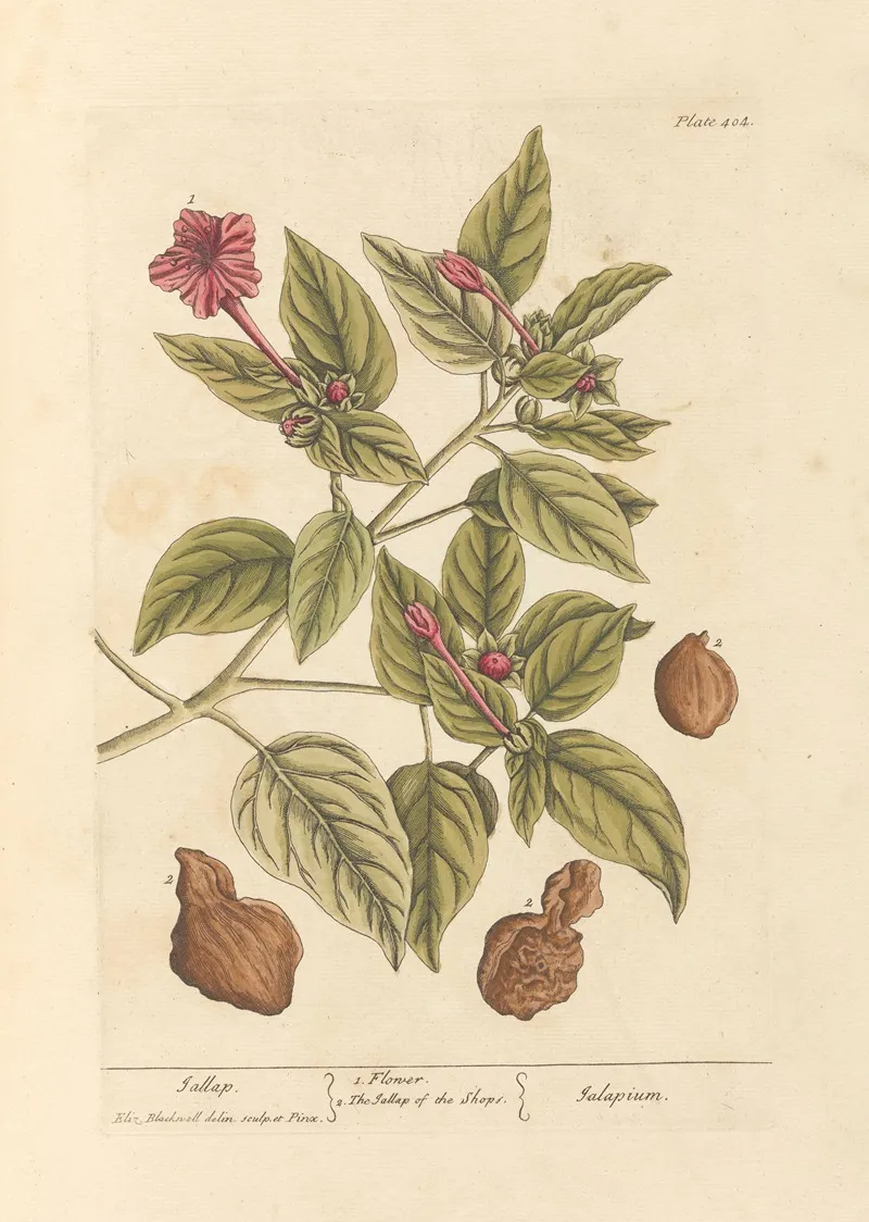 Jallap Wall Art by Elizabeth Blackwell - High-Resolution Digital Print