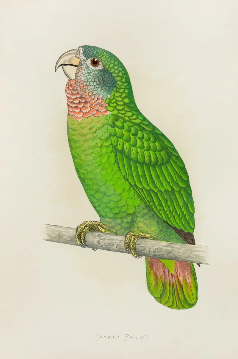 Jamaica Parrot Or White Fronted Amazon Wall Art by Alexander Francis Lydon - High-Resolution Digital Print