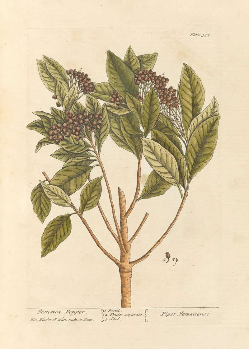 Jamaica Pepper Wall Art by Elizabeth Blackwell - High-Resolution Digital Print
