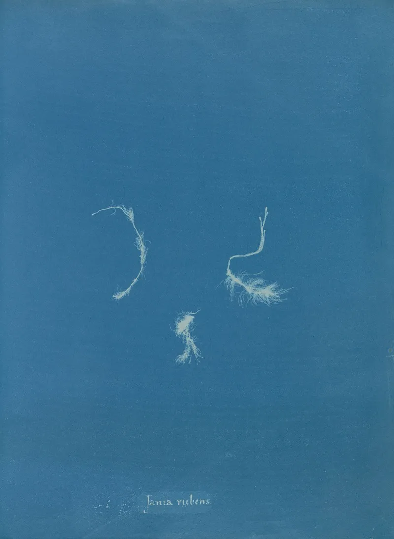 Jania Rubens Wall Art by Anna Atkins - High-Resolution Digital Print