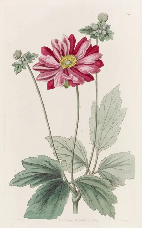 Japanese Anemone Wall Art by Sydenham Edwards - High-Resolution Digital Print