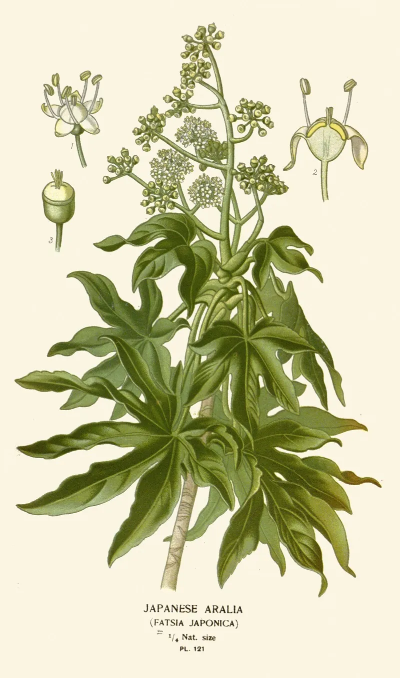 Japanese Aralia Wall Art by Edward Step - High-Resolution Digital Print