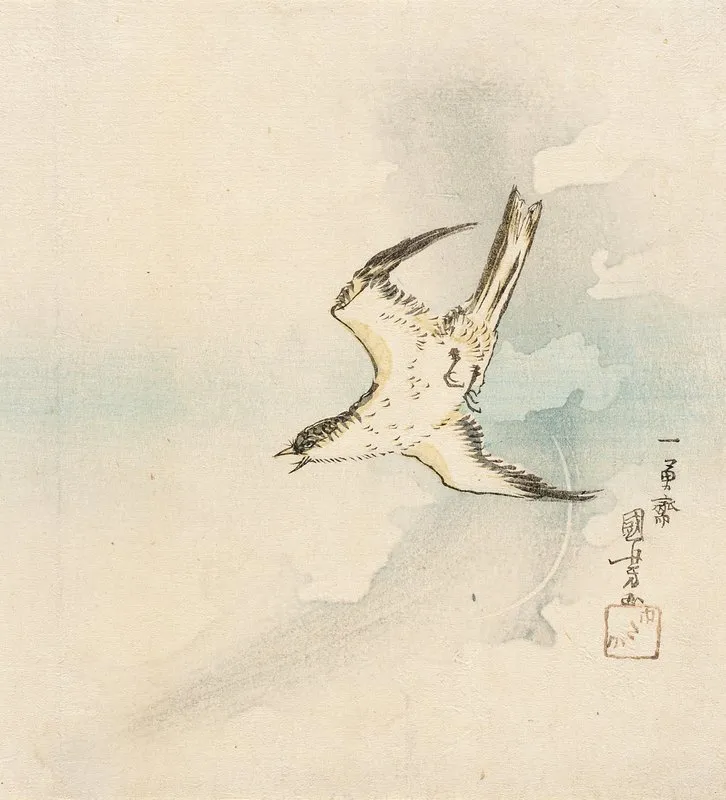 Japanese Cuckoo