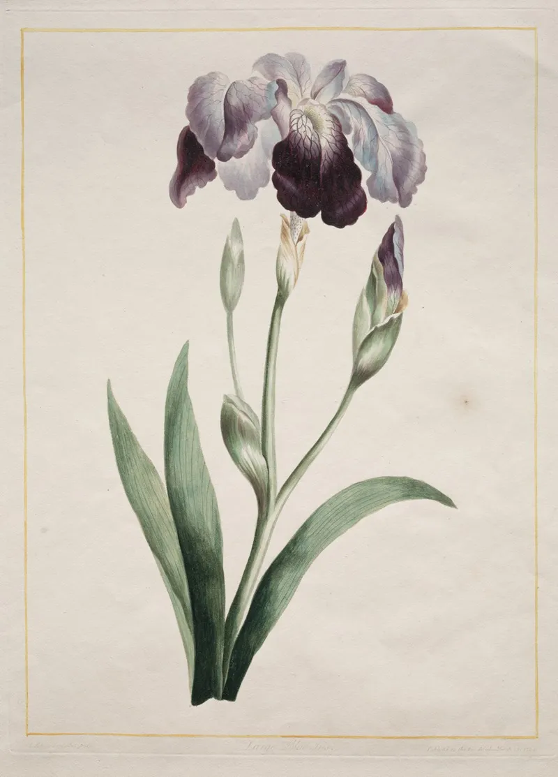 Japanese Iris Large Blue Iris Wall Art by John Edwards - High-Resolution Digital Print