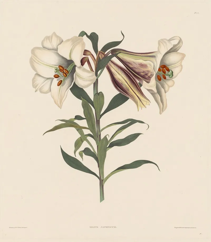 Japanese Lily Wall Art by Robert Havell - High-Resolution Digital Print