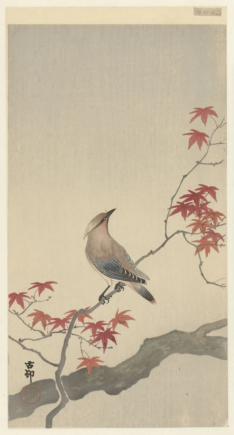 Japanese Waxwing On Maple
