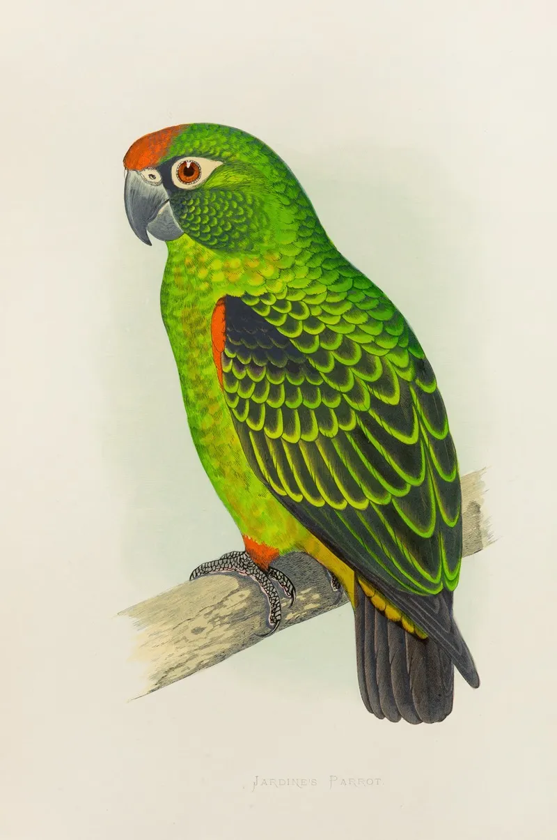 Jardines Parrot Wall Art by Alexander Francis Lydon - High-Resolution Digital Print