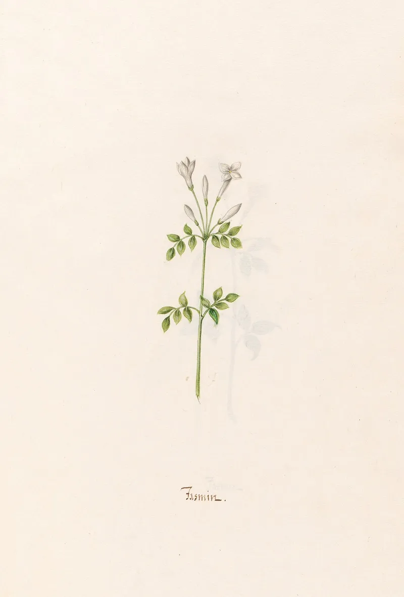 Jasmin 2 Wall Art by Magdelena Rosina Funck - High-Resolution Digital Print