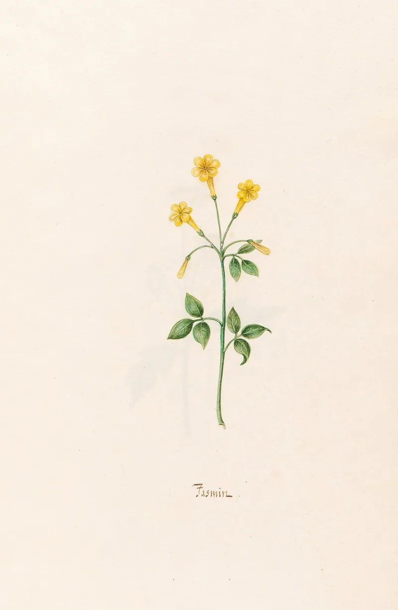 Jasmin Wall Art by Magdelena Rosina Funck - High-Resolution Digital Print