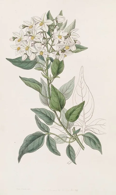 Jasmine Leaved Bittersweet Wall Art by Sydenham Edwards - High-Resolution Digital Print