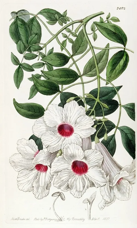 Jasmine Leaved Tecoma Wall Art by Sydenham Edwards - High-Resolution Digital Print