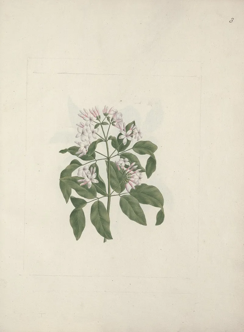 Jasminum Abyssinicum Dc Ethiopian Jasmine