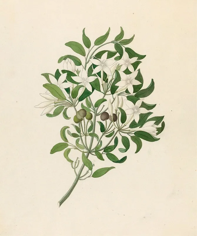 Jasminum Angulare Wall Art by Clemenz Heinrich Wehdemann - High-Resolution Digital Print