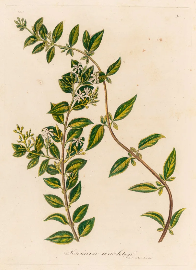 Jasminum Auriculatum Wall Art by Gaetano Savi - High-Resolution Digital Print