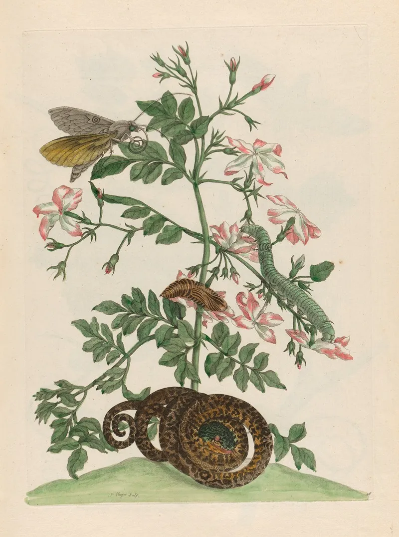 Jasminum Grandiflorum 2