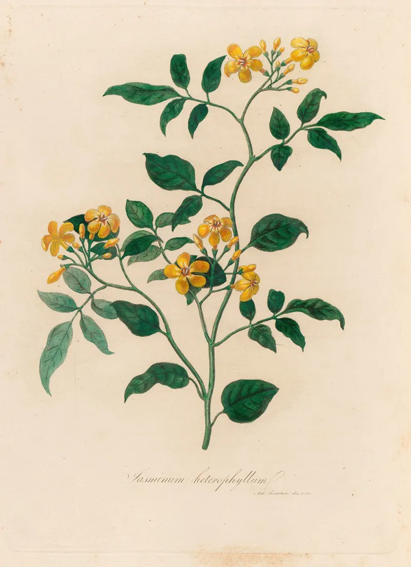 Jasminum Heterophyllum Wall Art by Gaetano Savi - High-Resolution Digital Print