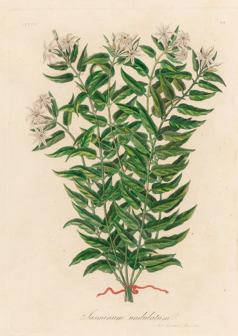 Jasminum Undulatum Wall Art by Gaetano Savi - High-Resolution Digital Print
