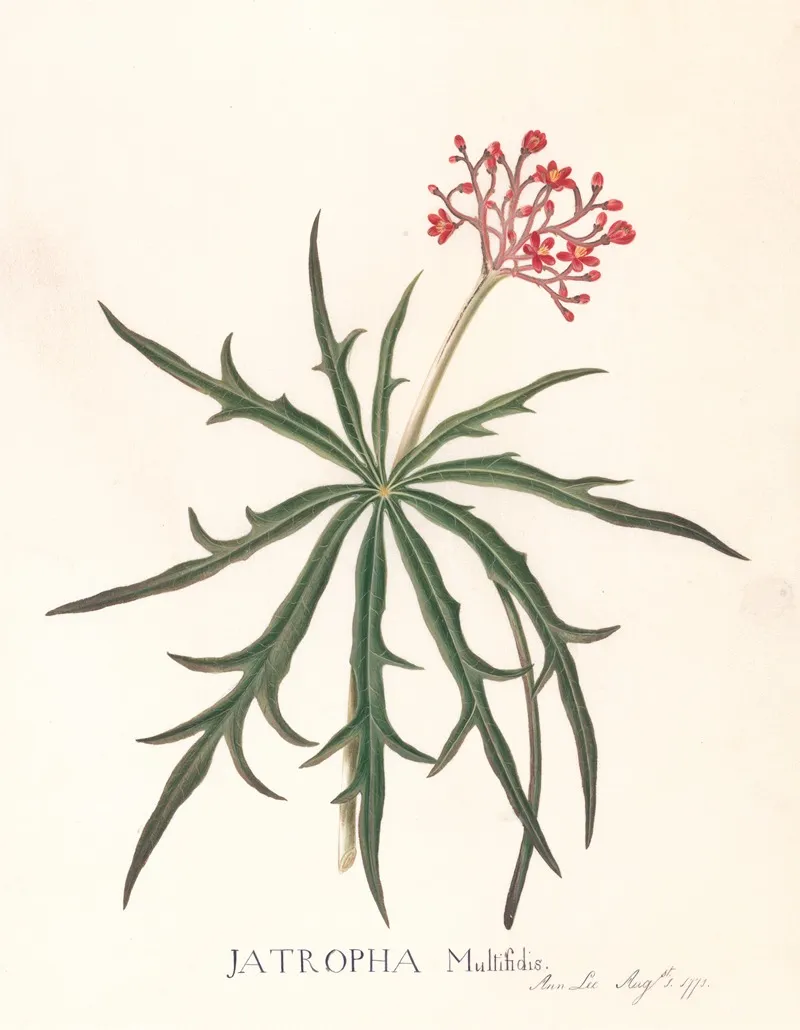 Jatropha Multifidis Wall Art by Ann Lee - High-Resolution Digital Print