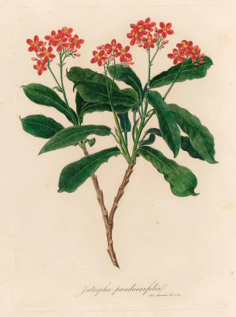 Jatropha Panduraefolia Wall Art by Gaetano Savi - High-Resolution Digital Print