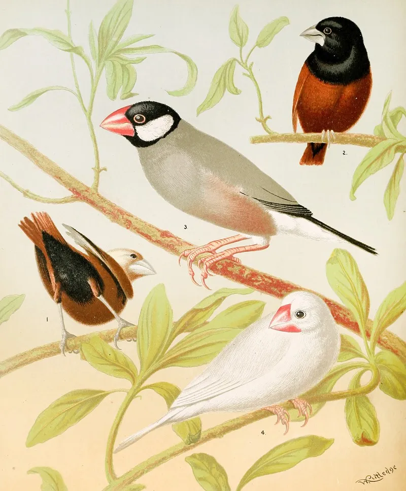 Java Sparrows Nuns Wall Art by W. A . Blakston - High-Resolution Digital Print