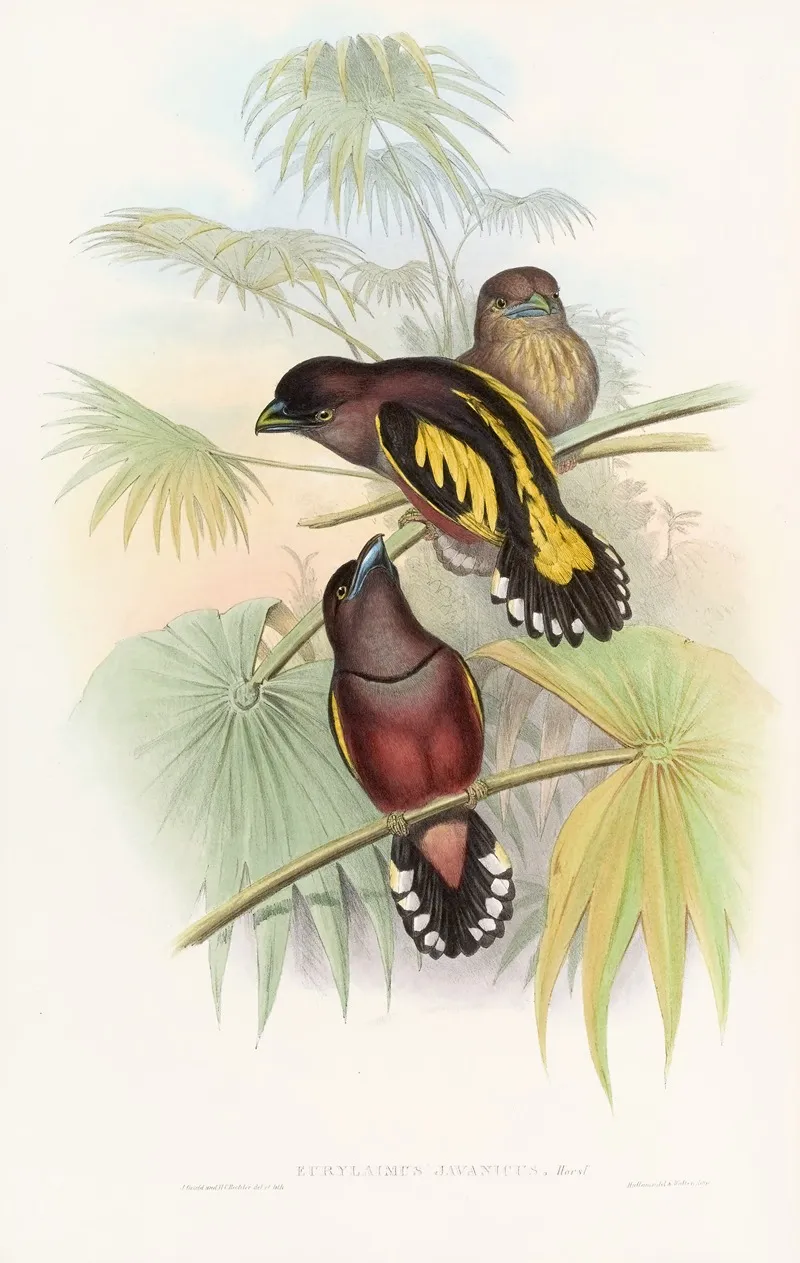 Javan Eurylaime Wall Art by John Gould - High-Resolution Digital Print