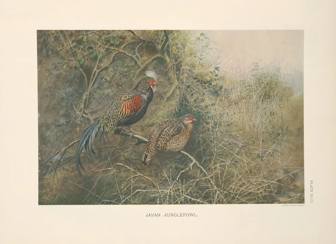 Javan Junglefowl Gallus Varius Wall Art by George Edward Lodge - High-Resolution Digital Print