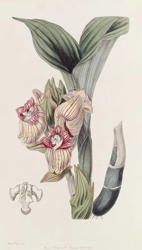 Javanese Acanthophippium Wall Art by Sydenham Edwards - High-Resolution Digital Print