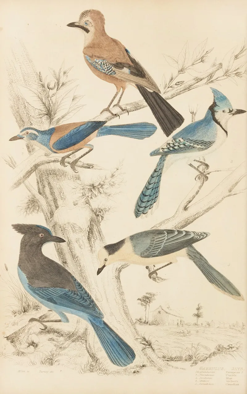 Jays 3 Wall Art by William MacGillivray - High-Resolution Digital Print