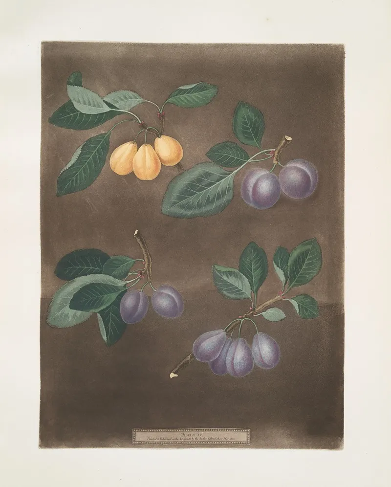 Jean Hative Morocco Precos De Tour And The Purple Hative Plums Wall Art by George Brookshaw - High-Resolution Digital Print