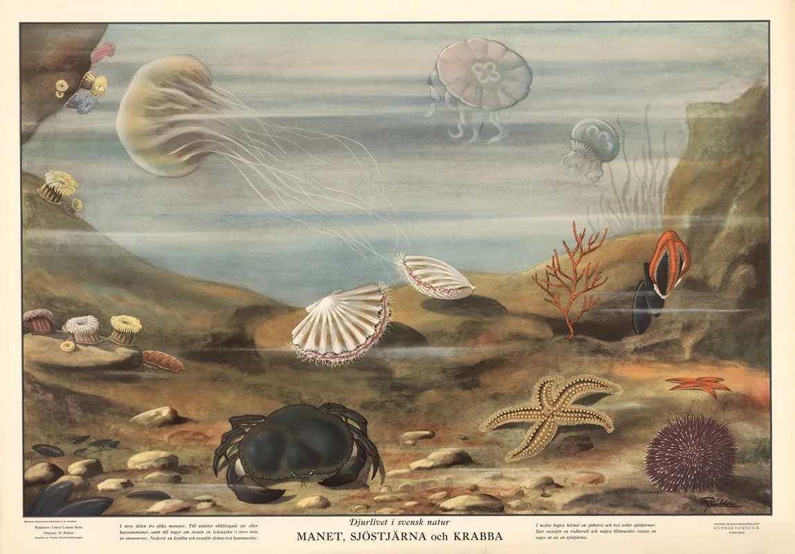 Jellyfish Starfish And Crab Wall Art by Max Richter - High-Resolution Digital Print