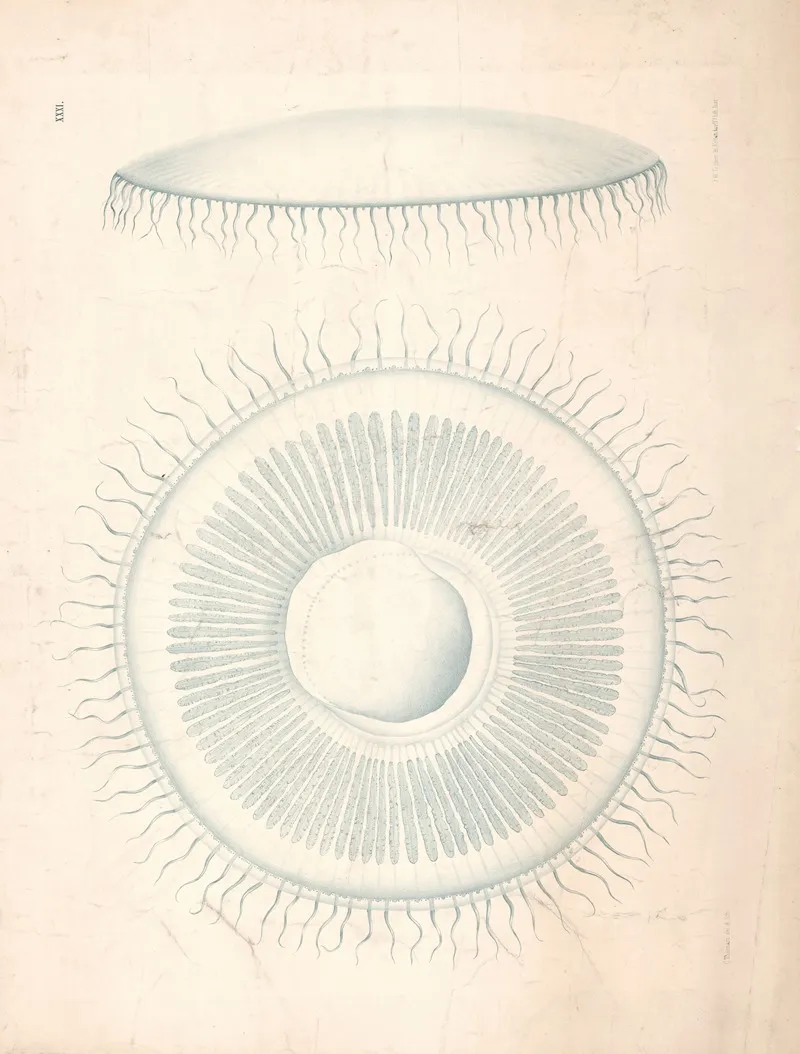 Jellyfish Wall Art by Isaac Wilhelm Tegner - High-Resolution Digital Print