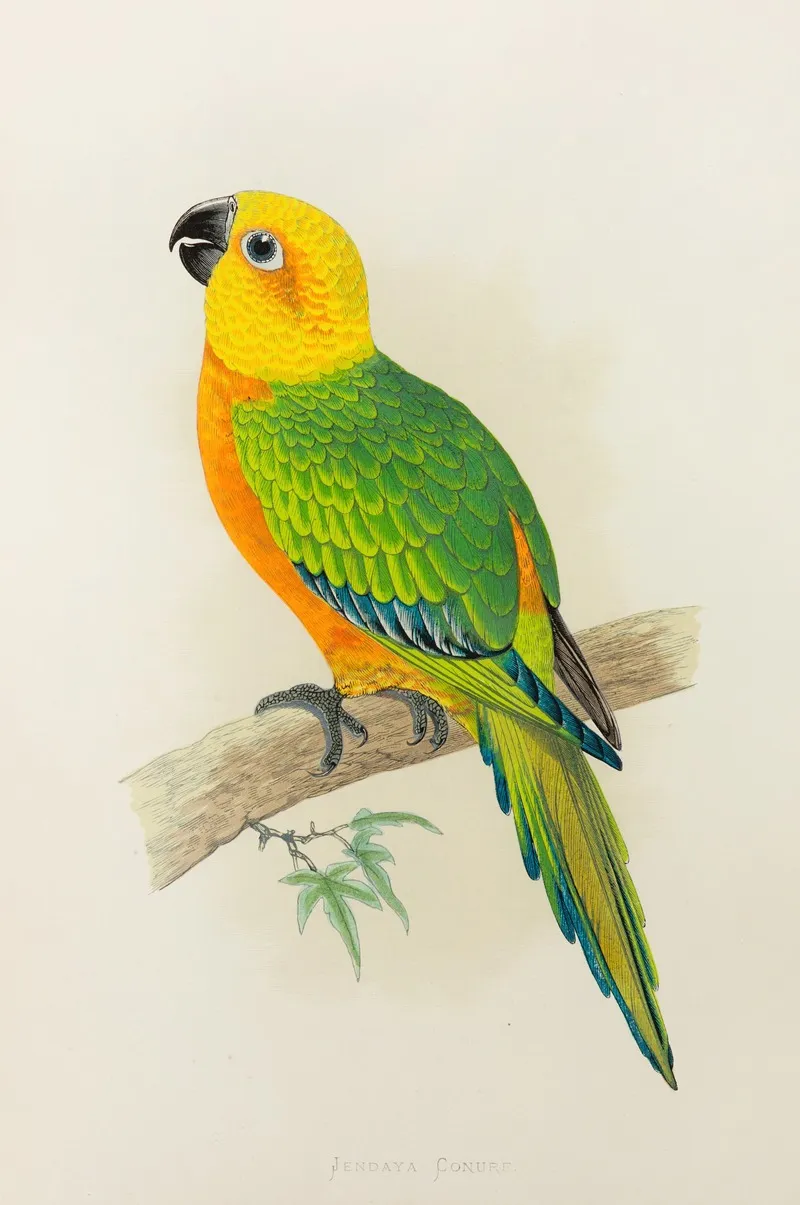 Jendaya Conure Wall Art by Alexander Francis Lydon - High-Resolution Digital Print
