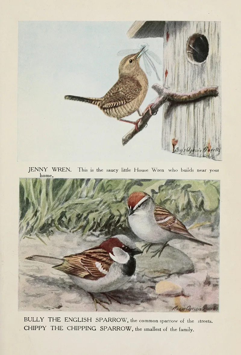 Jenny Wren Bully The English Sparrow Chippy The Chipping Sparrow Wall Art by Louis Agassiz Fuertes - High-Resolution Digital Print