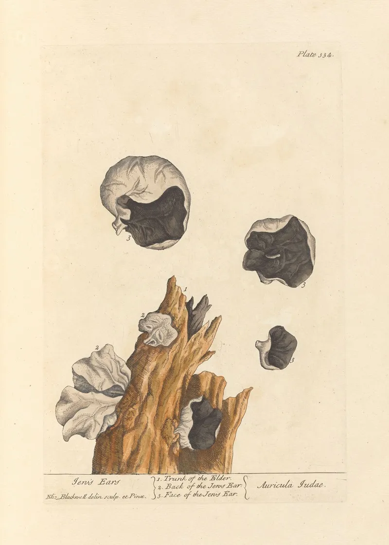 Jews Ears Wall Art by Elizabeth Blackwell - High-Resolution Digital Print